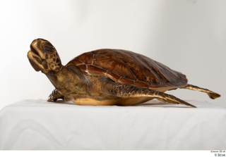 Turtle 8 whole body 0002.jpg